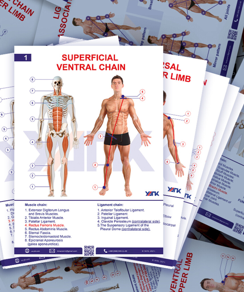 Posters | Musculo-fascial chains
